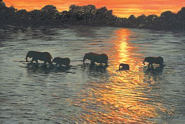 Crossing the River - Family of African elephants crossing a river at sunset. by Susan Shimeld
