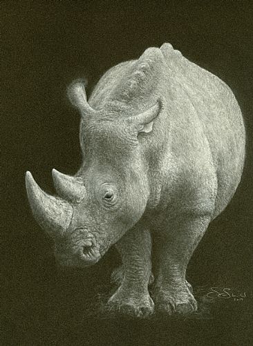 White Rhino - Southern White Rhinocerus by Susan Shimeld