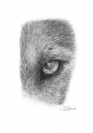 Wolf Eye  - Drawing of a wolf's eye by Susan Shimeld