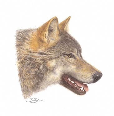 Wolf Portrait - Wolf Portrait by Susan Shimeld
