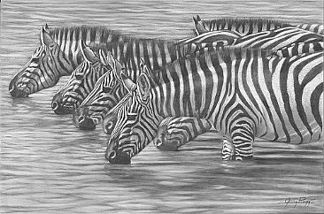 A Watchful Drink - Zebra by Jerry Ragg