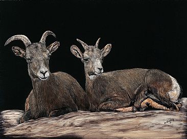 Eight months later - two desert long horn sheep by Marcia Barclay