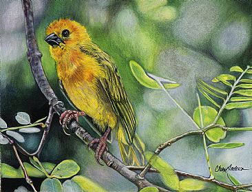 Blush! - Western Tanager by Cher  Anderson 