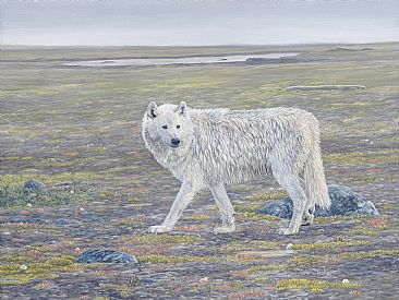 Arctic Wolf - Arctic Wolf by Colin Starkevich
