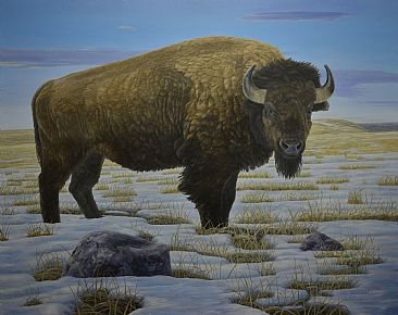 Living Proof - Plains Bison by Colin Starkevich