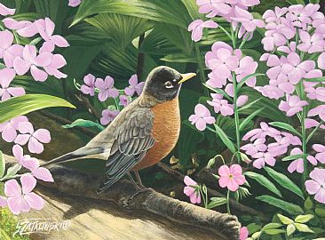Spring Forest-American Robin -  by Frederick Szatkowski