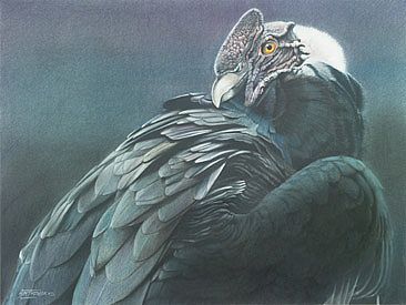Andean Condor -  by Frederick Szatkowski