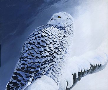 Light on White - Snowy Owl by Frederick Szatkowski