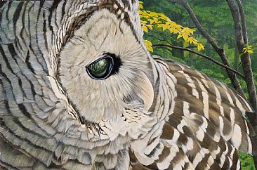 Sentinel - Barred Owl by Frederick Szatkowski