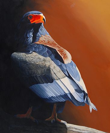 Tsavo Light - Bataleur Eagle by Frederick Szatkowski