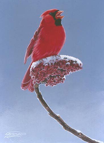 Winter aria - Northern Cardinal by Frederick Szatkowski