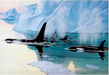 Midnight Passage - Orca by Brenda Carter