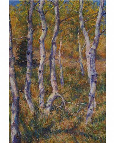 Light and Shadows - Aspen trees. by Patricia Savage