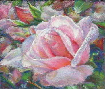 Pink - Rose by Patricia Savage