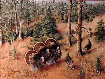 The SHOWOFFS - Wild Turkeys by Maria Ryan