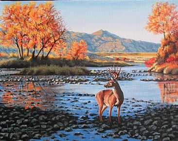Low-water Crossing - Buck deer in stream by Bill Scheidt