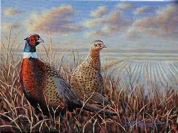 Pheasant Fields - Ring-necked Pheasant by Bill Scheidt