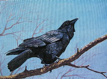 Raven - Bird-Raven by Bill Scheidt