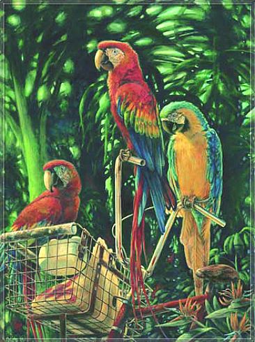 Birds of Paradise - Birds - Macaws by Kay Polito