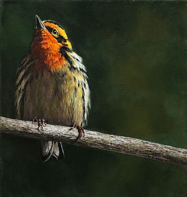 Blackburnian Gold - warbler by Candy McManiman