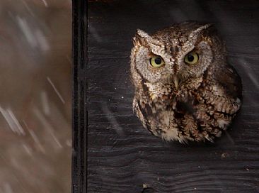 Screech Owl and Snow - screech owl by Candy McManiman