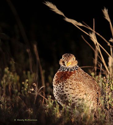 Face to Face with a Plains Wanderer - Plains wanderer by Candy McManiman