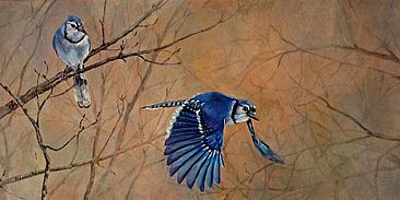 Flying In - Bluejays in flight and sitting by Candy McManiman