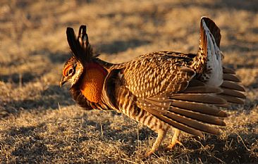 Greater Prairie Chicken - Morning dance by Candy McManiman