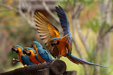 Blue and Yellow Macaws - Macaws feeding  by Candy McManiman