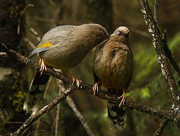 Mutual Preening - Elliot's Laughing Thrushes by Candy McManiman