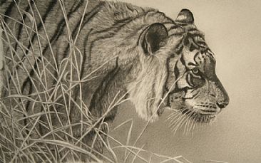 Depredador solitario - Tiger by Eleazar Saenz