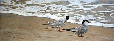 One Good Tern Deserves Another - Common Terns by Linda Besse