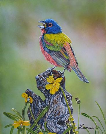 Painted Bunting - Birds by Craig Lomas