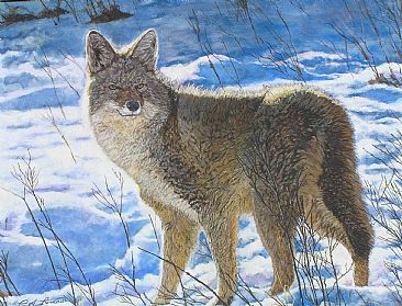 Wiley - Coyote by Craig Lomas