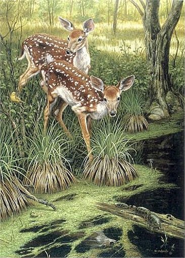 The Explorers - Whitetail Deer by Ron Orlando