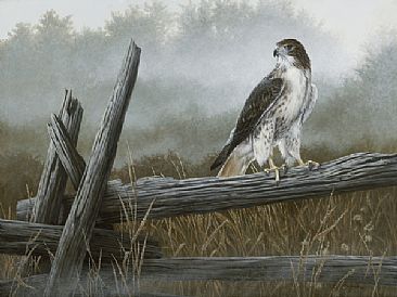 Early Light Red Tail - Red Tail Hawk by Ron Orlando