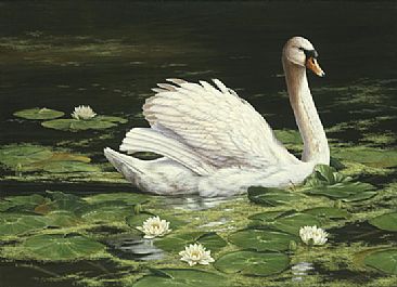 Gliding Through - Mute Swan by Ron Orlando