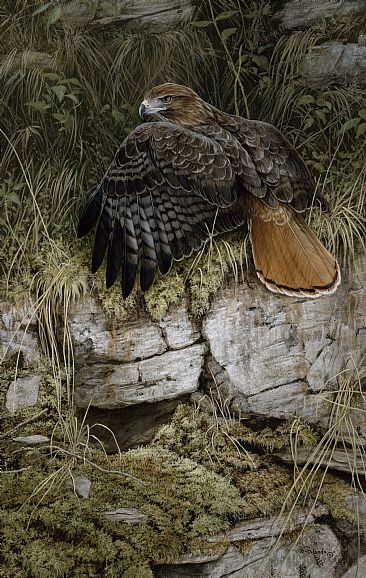 Possession is 9-10 - Red Tail Hawk by Ron Orlando
