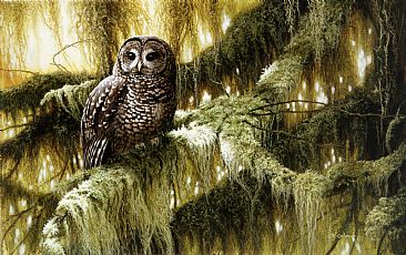 Olympic Portrait - Spotted Owl by Ron Orlando