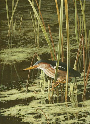To Those Who Wait - Least Bittern by Ron Orlando