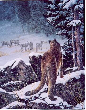 Winter Stealth - Cougar and Mule Deer by Michelle Mara