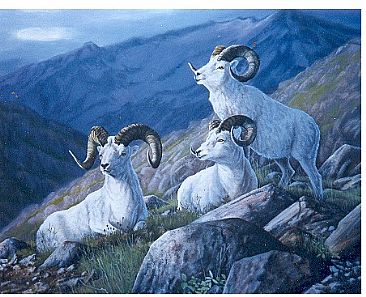 Yukon Heights - Dall Sheep by Michelle Mara
