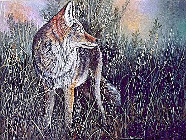 Dawn on the Prairie - Coyote by Michelle Mara