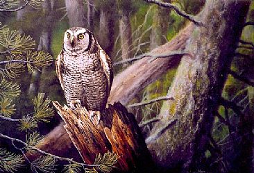 Northern Hawk Owl -  by Michelle Mara