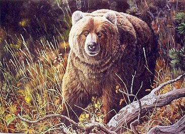 Lord Grizzly - Grizzly Bear by Michelle Mara