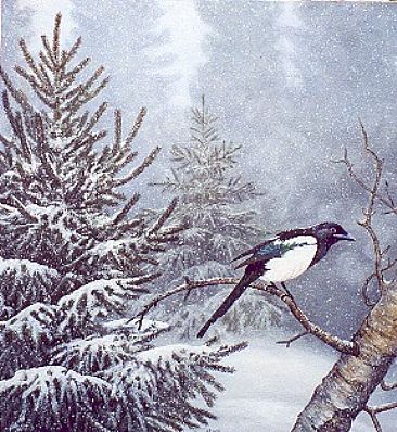 Magpie in the Snow -  by Michelle Mara