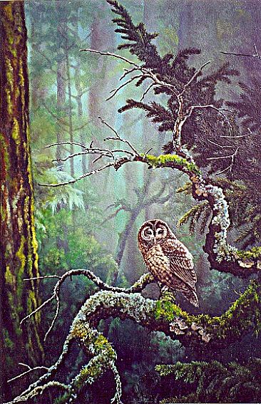 Northern Spotted Owl in Hoh Rain Forest -  by Michelle Mara