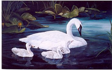 Trumpeter Swan with Cygnets -  by Michelle Mara