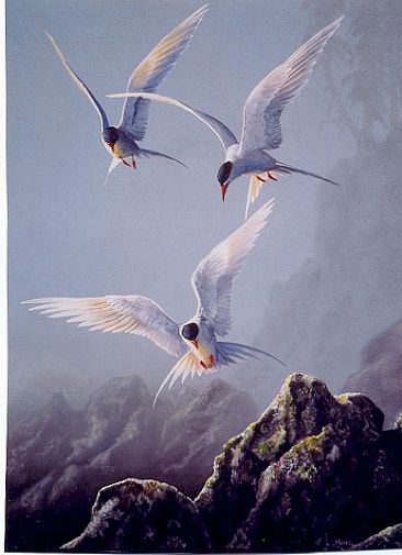 Arctic Terns, Coast of Alaska -  by Michelle Mara