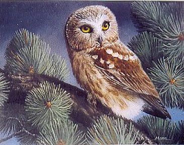Northern Saw-whet Owl -  by Michelle Mara